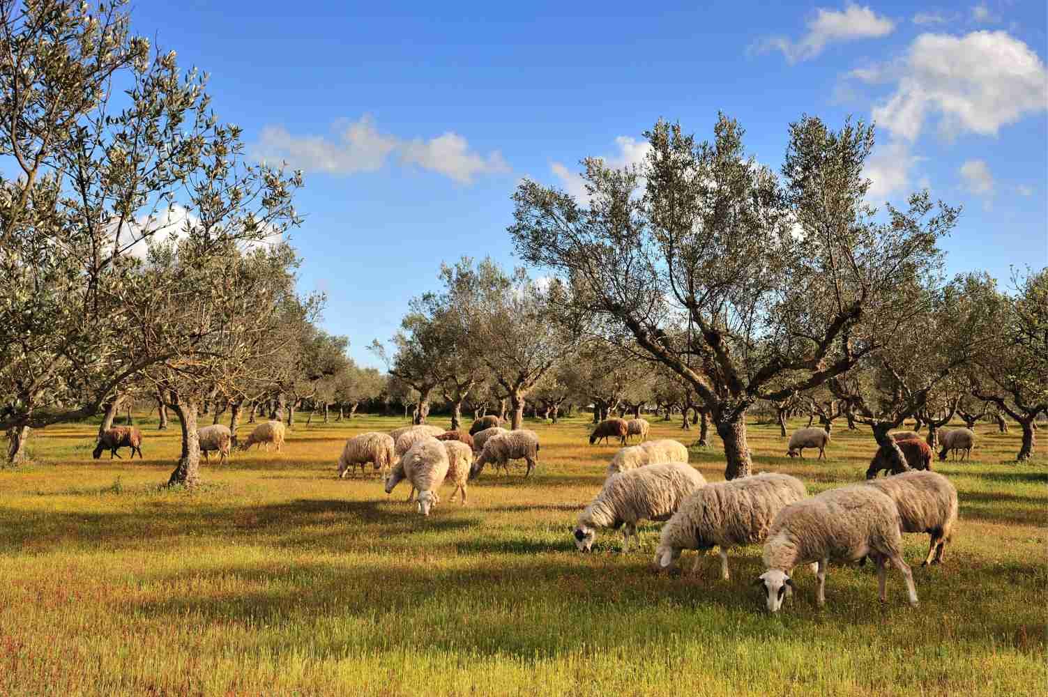 Sheep in an olive grove near Kalamata