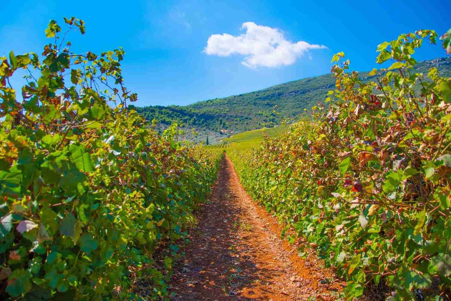 Vineyards Nemea Peloponnese