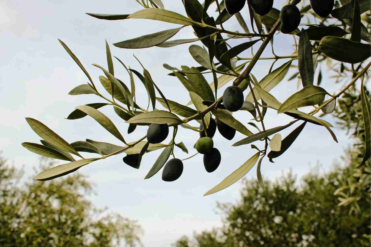 Olive Tree in Messinia Peloponnese