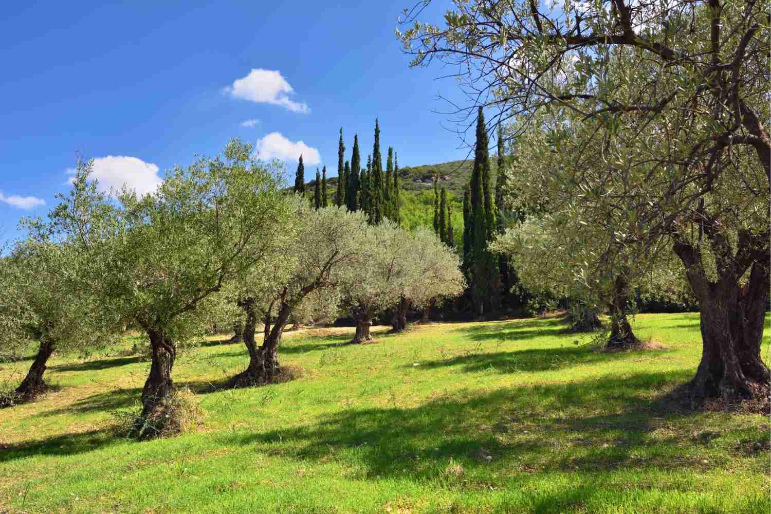 Olive trees and cypresses in Nemea